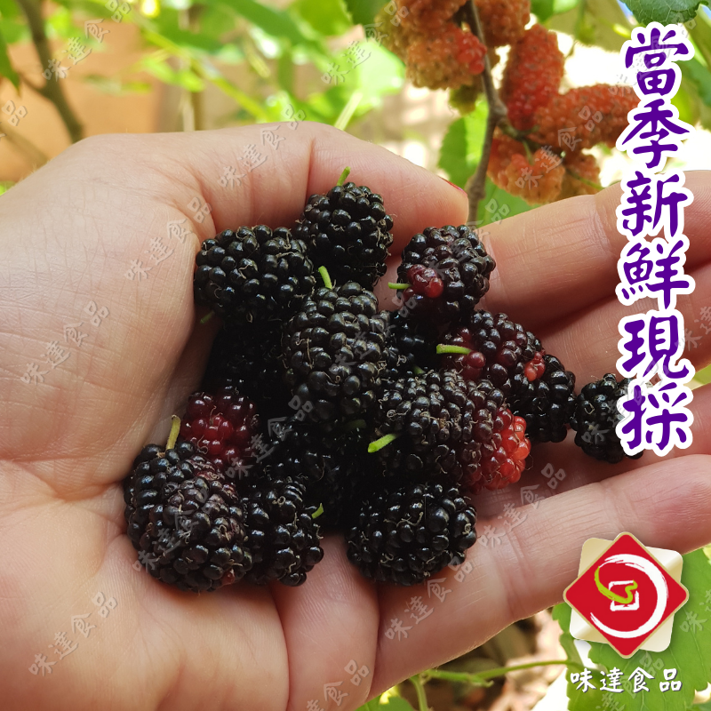 【常溫】老農手摘-桑葚(桑椹)果粒汁 (600g)